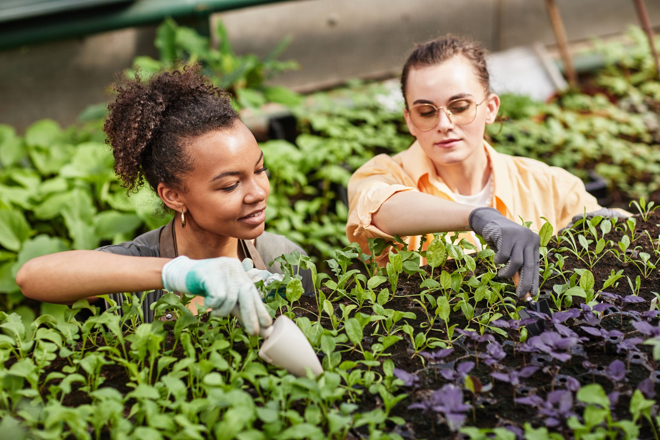 Pflanzen mit geringem Pflegeaufwand schaffen einen ruhigen und mühelosen Garten